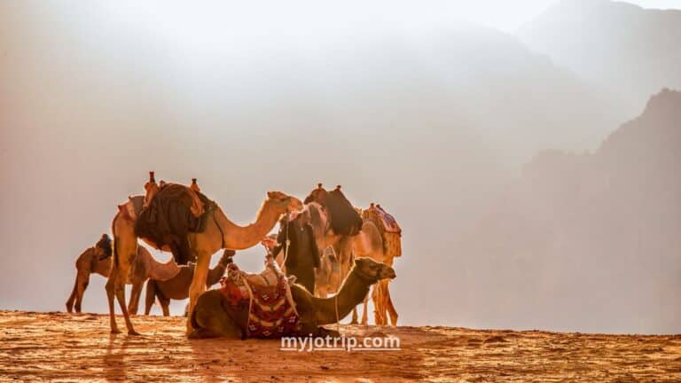 استئجار سيارة مع سائق في الأردن